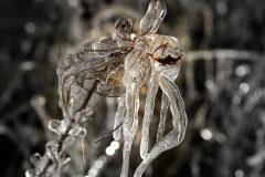 Is blomst - foto af Henrik Maribo Pedersen