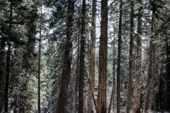 Sequoia - foto: Henrik Maribo Pedersen
